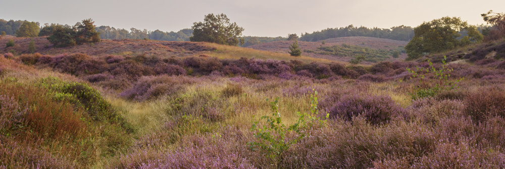 Lavendel