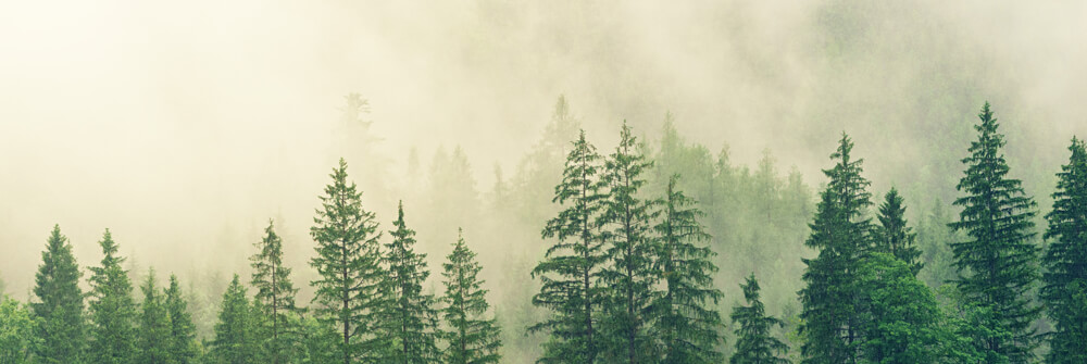 Fog