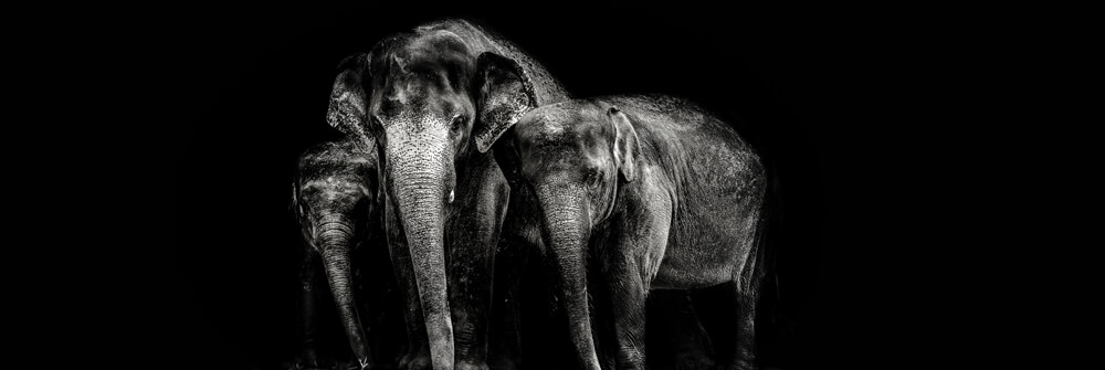 Elephants