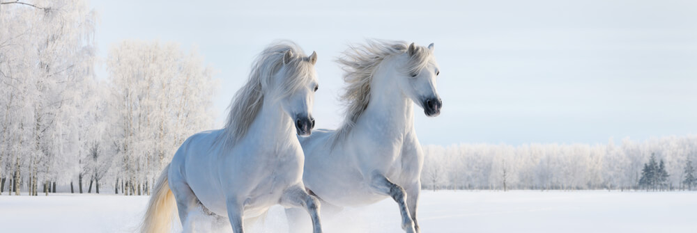 Horses