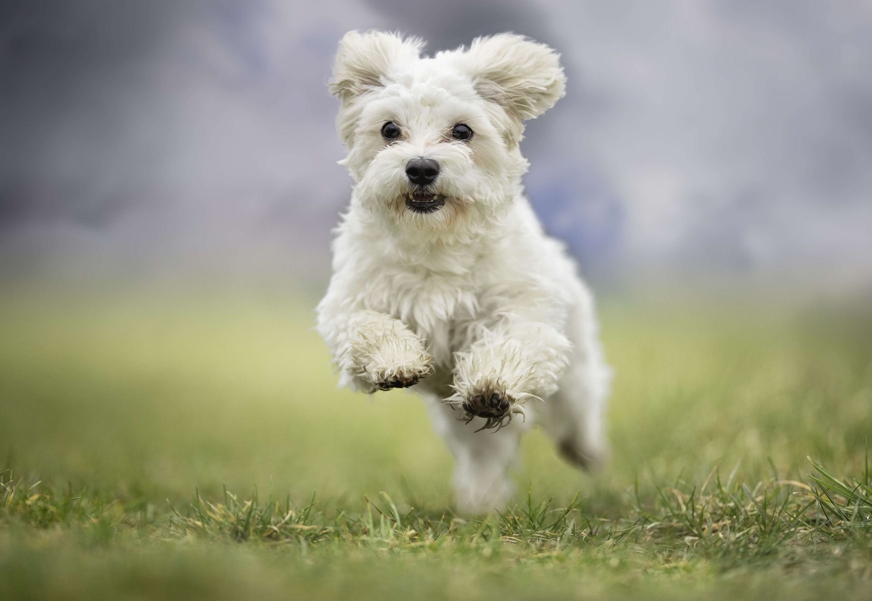 Dogs