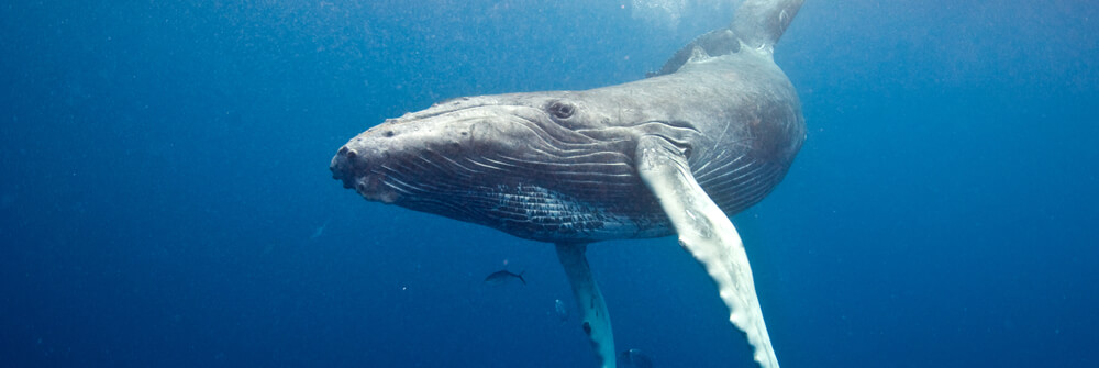 Sea Animals