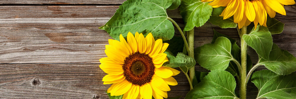 Sunflowers