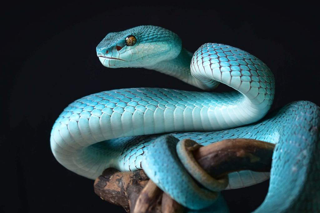 Blauwe Insularis slang