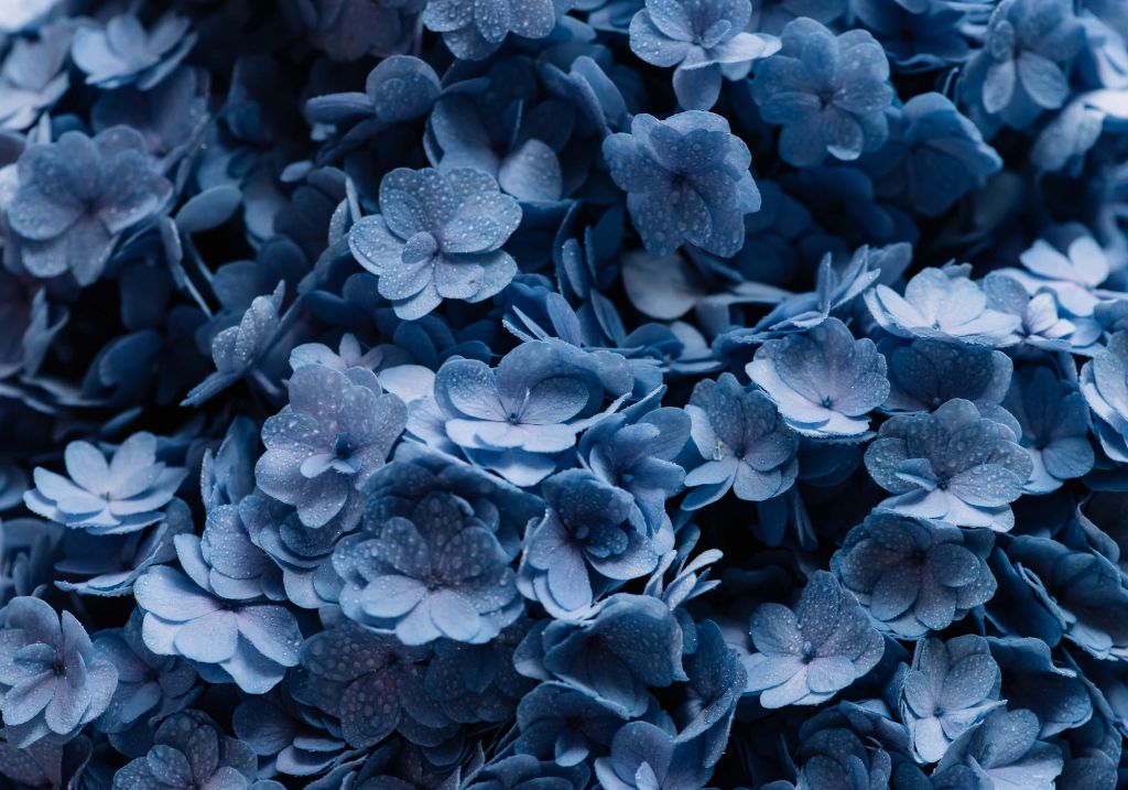 Close-up hortensia's 