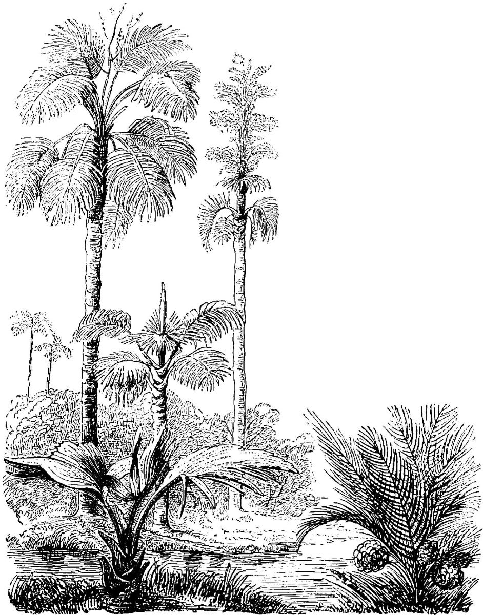 Jungle W03084 Jungle W03084