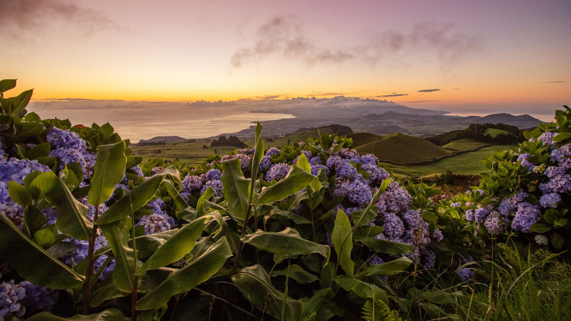 Zonsondergang met hortensia's 