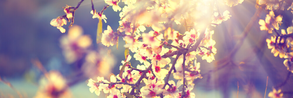 Lente