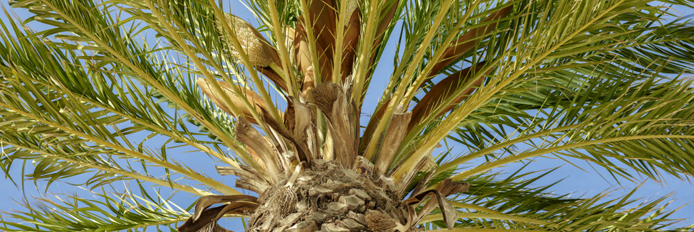 Palmbomen